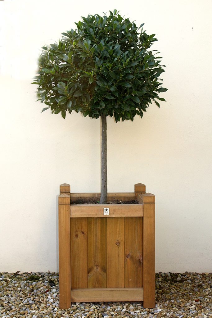 square planter