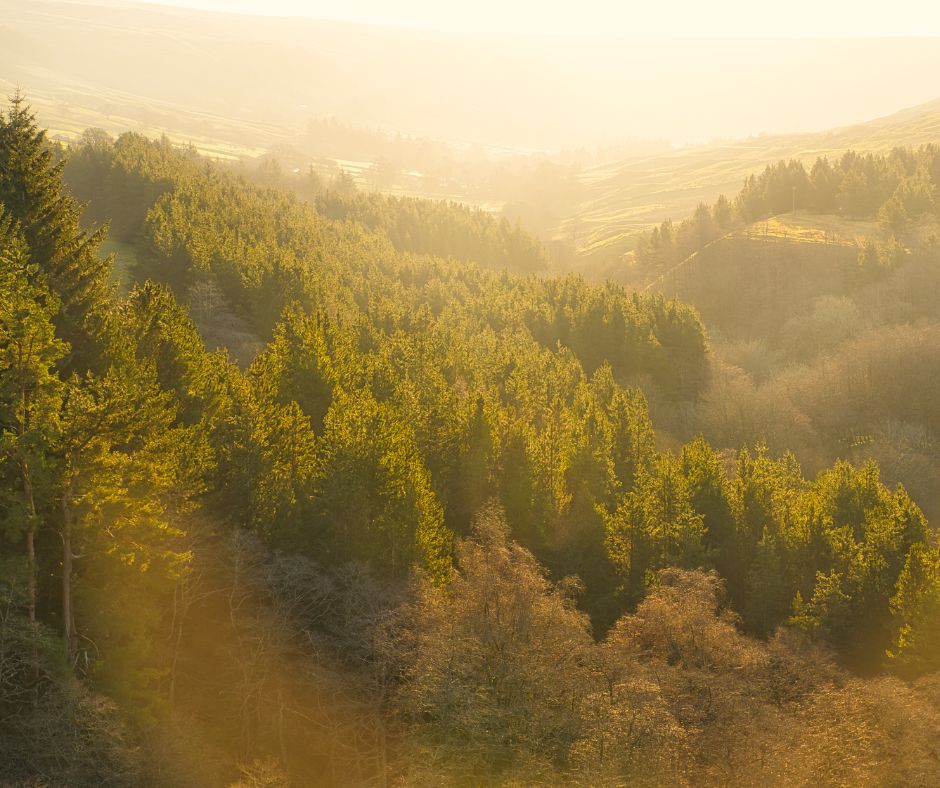 What Is Sustainable Timber Duncombe Sawmill   Sustainable Forest 