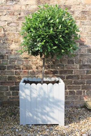 Paling Planter